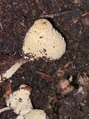 Leucocoprinus birnbaumii