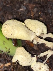 Leucocoprinus birnbaumii