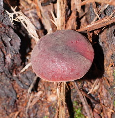 Boletus barragensis