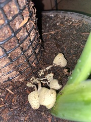 Leucocoprinus birnbaumii