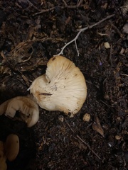 Leucocoprinus birnbaumii