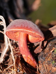Boletus barragensis
