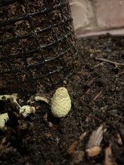 Leucocoprinus birnbaumii