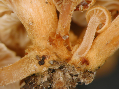 Xeromphalina podocarpi