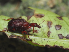 Apoderinae