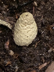 Leucocoprinus birnbaumii