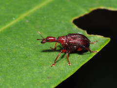 Apoderinae