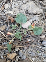 Viola purpurea dimorpha