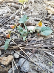 Viola purpurea dimorpha