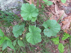 Heuchera richardsonii