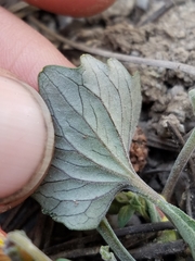 Viola purpurea dimorpha