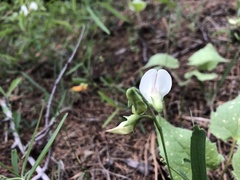 Lathyrus lanszwertii
