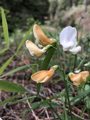 Lathyrus lanszwertii