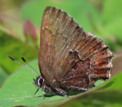 Callophrys mossii