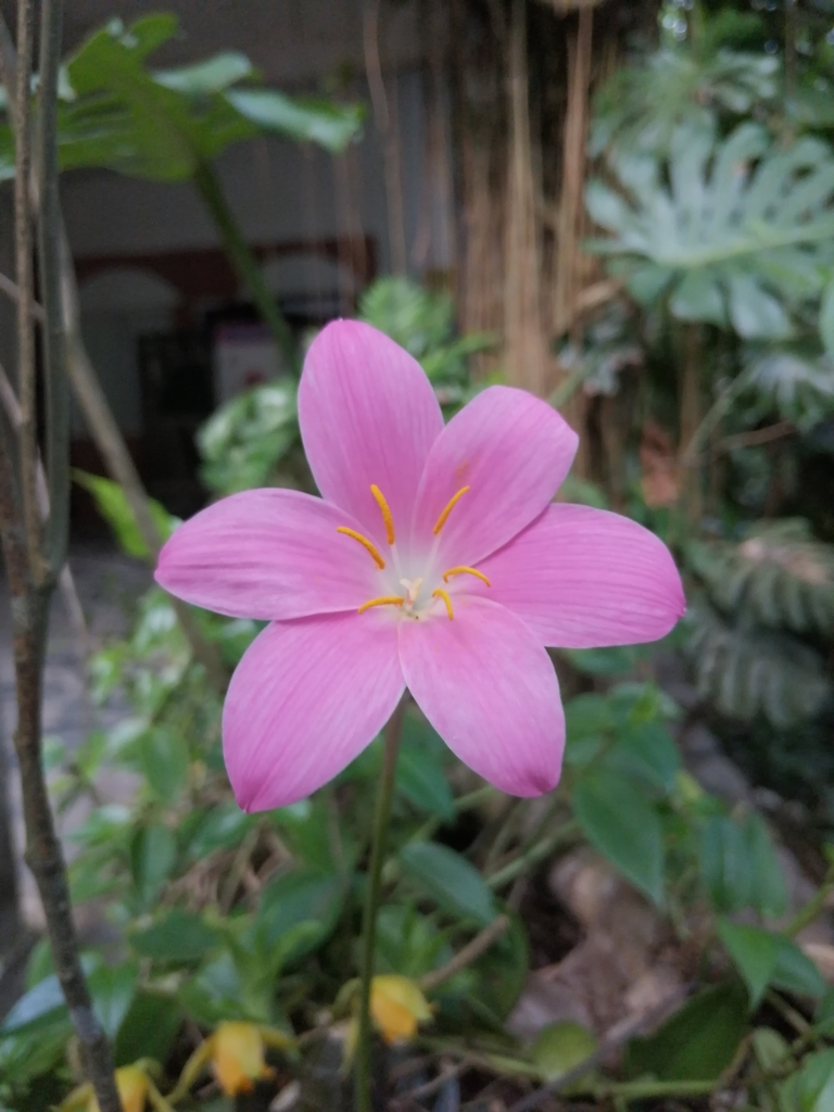 Zephyranthes macrosiphon; photograph (c) J Alejandro González Castillo, some rights reserved (CC BY-SA)