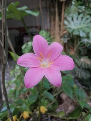 Zephyranthes macrosiphon