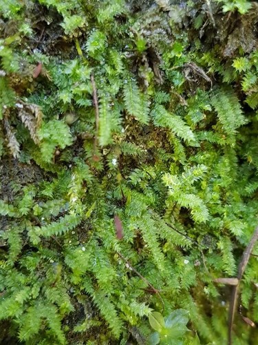 Racopilum cuspidigerum