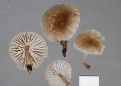 Roridomyces austrororidus