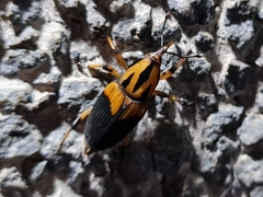 Metamasius sericeus