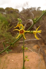 Anthocercis ilicifolia