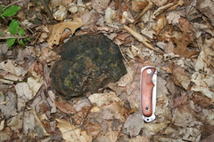 Phellinus everhartii