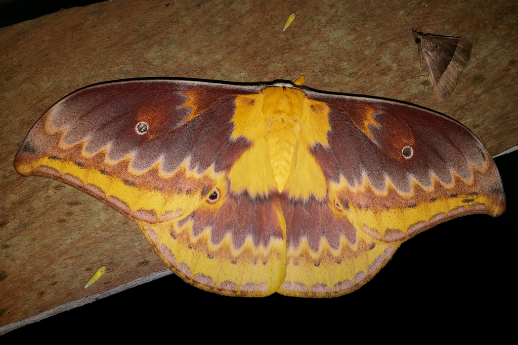 Syntherata brunnea