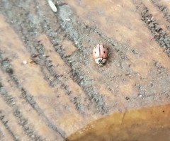 Mulsantina mexicana