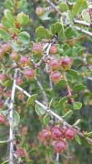 Ceanothus verrucosus
