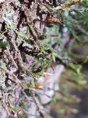 Macromitrium involutifolium
