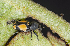 Rhaptinus quadrimaculatus