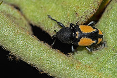 Rhaptinus quadrimaculatus