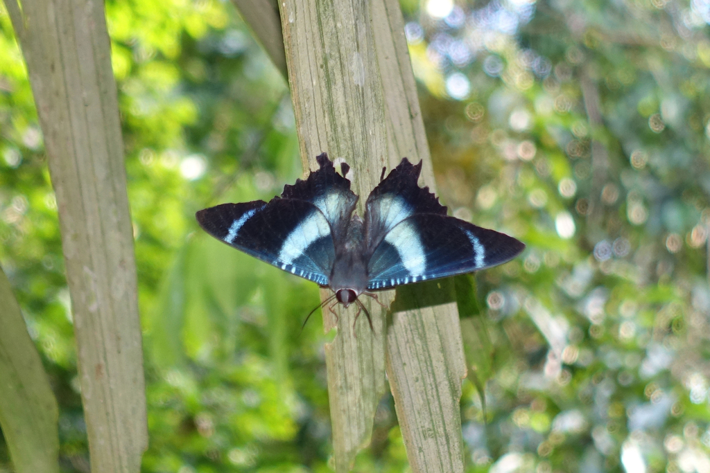 Alcides cydnus