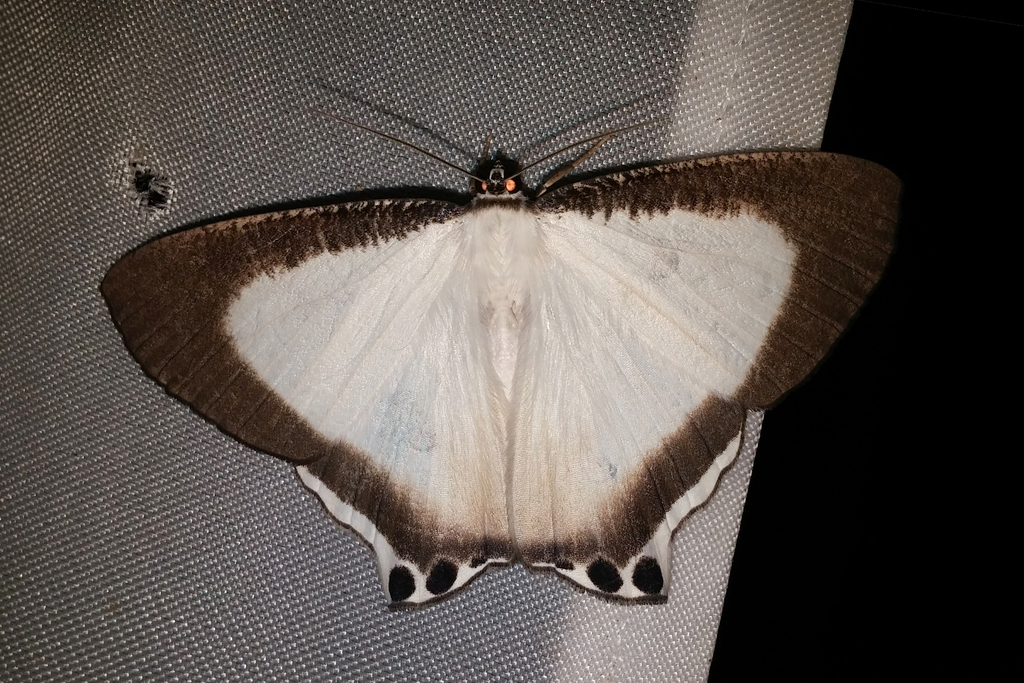 Cyphura