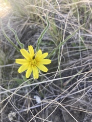 Nothocalais cuspidata