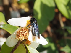 Xylocopa nasalis