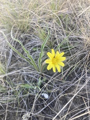 Nothocalais cuspidata