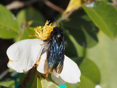 Xylocopa nasalis