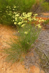 Glischrocaryon aureum