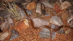 Suta punctata