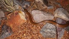 Suta punctata