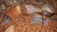 Suta punctata