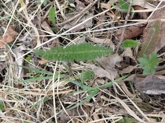 Achillea millefolium borealis