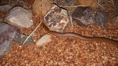Suta punctata