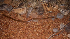 Suta punctata