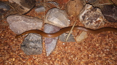 Suta punctata