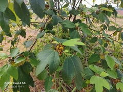 Ficus grossularioides