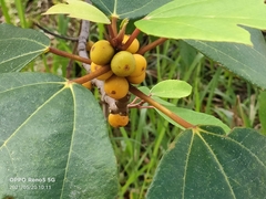 Ficus grossularioides