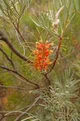 Grevillea stenomera