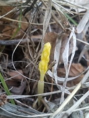 Corallorhiza striata vreelandii