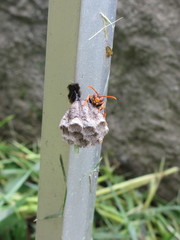 Polistes jokahamae
